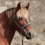 Bed & Breakfast Manoir De La Blonnerie Velleches