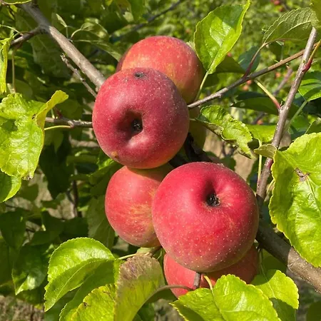 Manoir De La Blonnerie 3* Vellèches