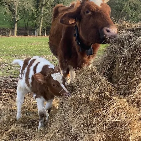 Frühstückspension Manoir De La Blonnerie 3*