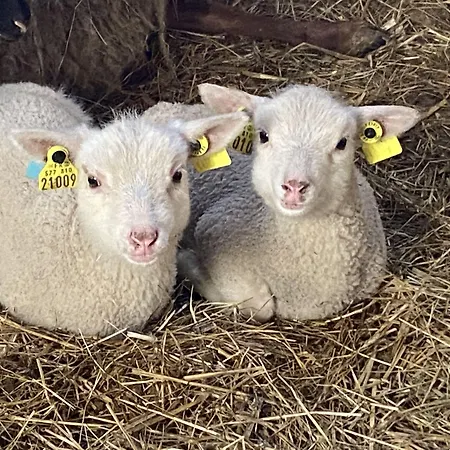 Bed & Breakfast Manoir De La Blonnerie
