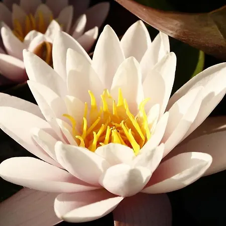 Bed & Breakfast Manoir De La Blonnerie 3*