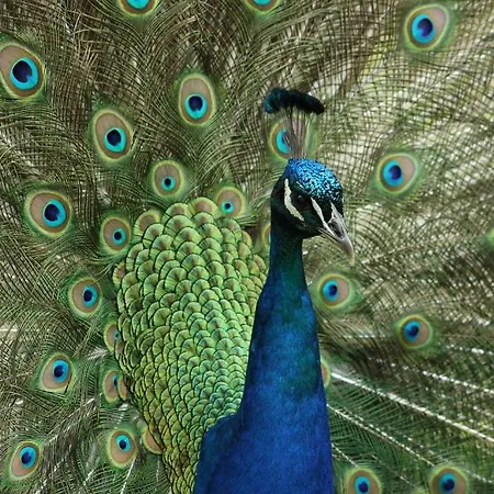 Manoir De La Blonnerie Frühstückspension Vellèches